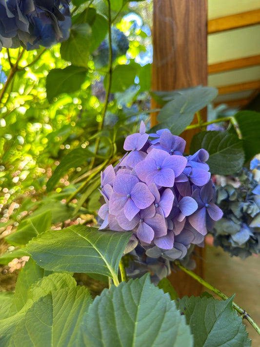 Enjoying the last of summer blooms